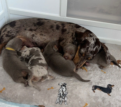 Miniature Dachshund Puppies
