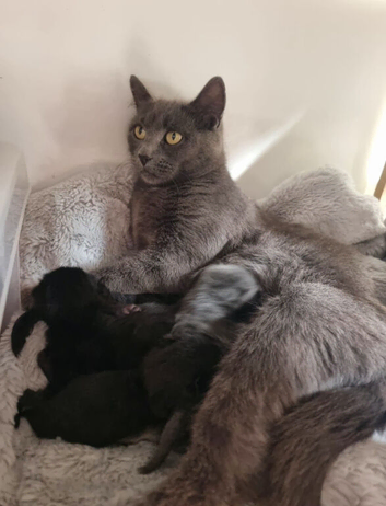 4 Beautiful kittens