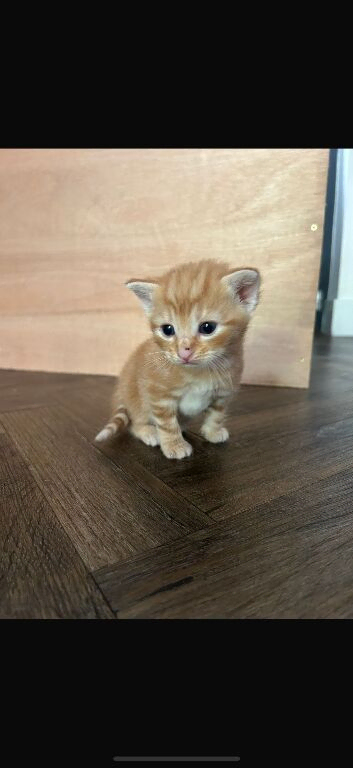 Ginger tabby&rsquo;s and stripped tabby&rsquo;s