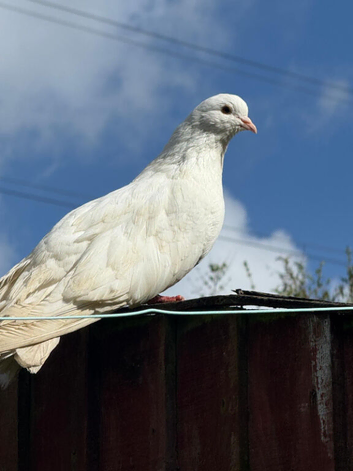 Pigeons for sale