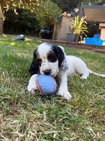 Sprocker puppies