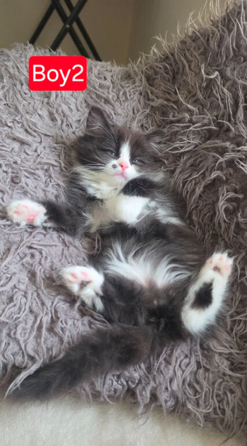 Lovely Persian mix kittens for sale, ready to go