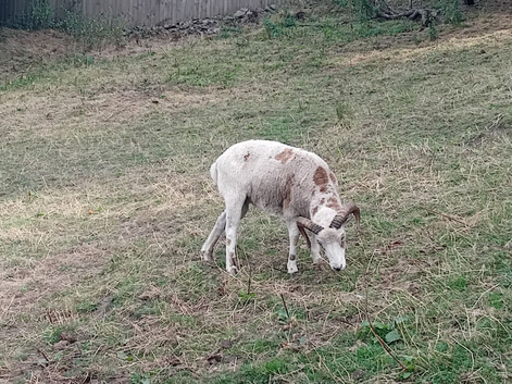 Shetland Ram