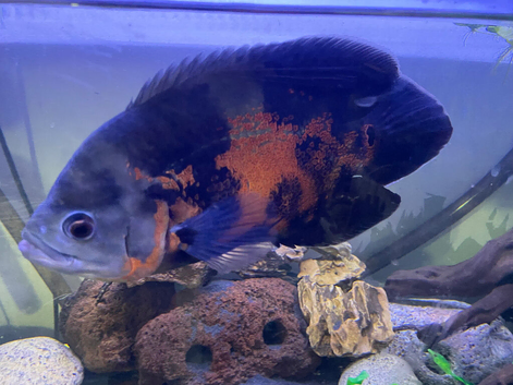 Oscar