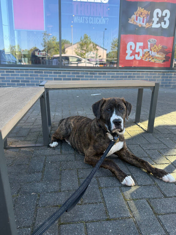 cane corso x labrador
