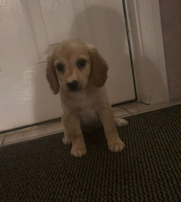 Cocker spaniel puppy urgent