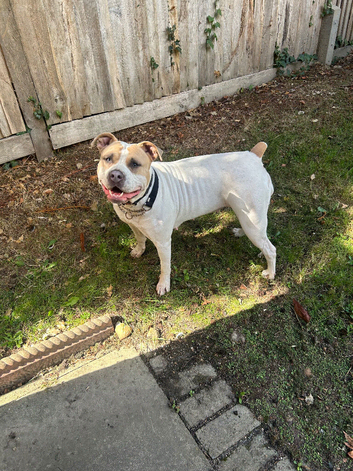 Doris