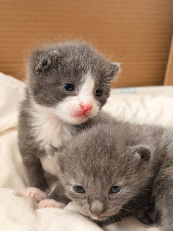 5 stunning kittens 2 female 3 male