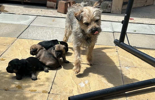 Full border terrier pups