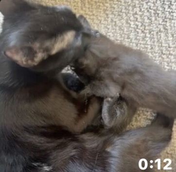 2 black kittens ready in the next 3-4 weeks
