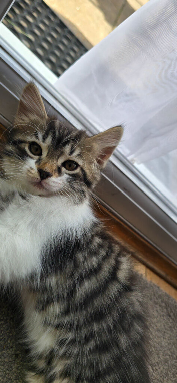 Kittens