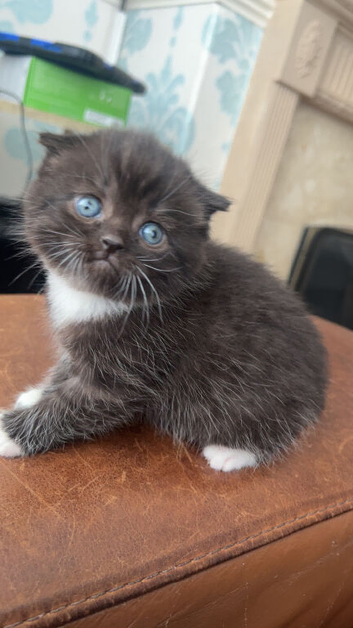 British short hair kittens