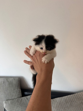 kitten