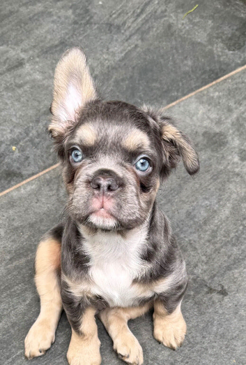 Isabella Lilac and Tan Fluffy French Bulldog Puppies