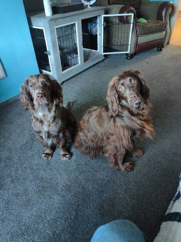 Beautiful lovely cocker spaniel