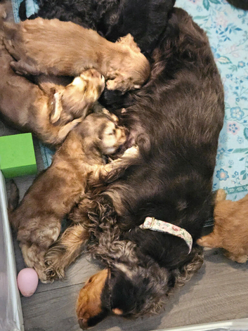 Show cocker spaniel