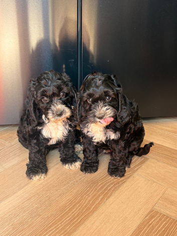 **READY NOW** F1 Cockapoo Pups