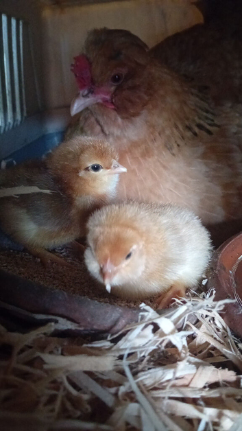 Legbar and mixed Chick's