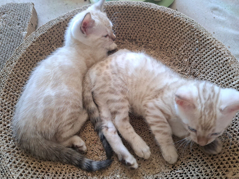 Mink x snow lynx bengal kittens