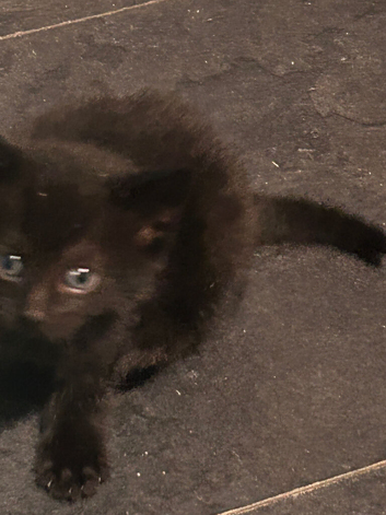 Beautiful kittens