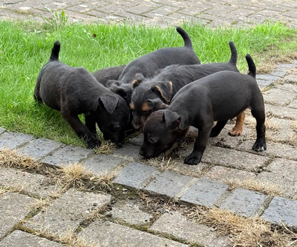 Patterdale x Lakeland puppies
