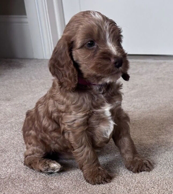 Beautiful cockapoo pupps