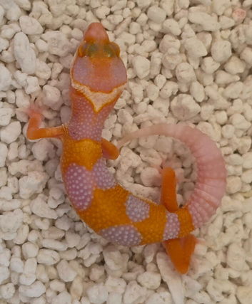 Baby leopard geckos