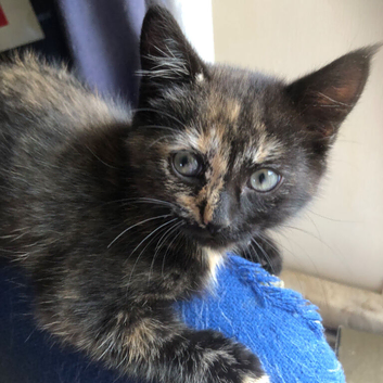 Gorgeous healthy playful kittens