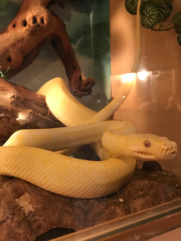 Lots of snakes vivariums & equipment to much to list