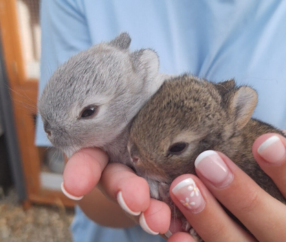 Purebred Netherland Dwarf Bunnies