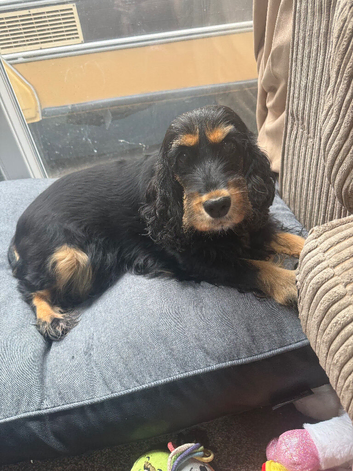 Show cocker spaniel