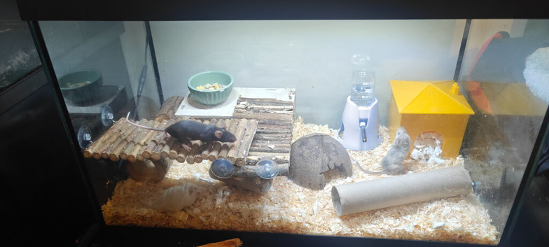 Small rodent tank