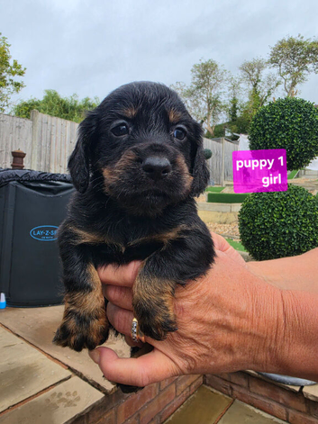 Kc working cocker spainel puppies