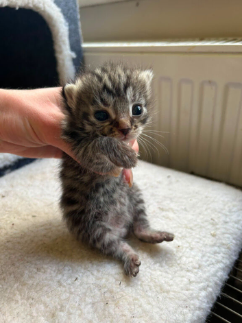 Bengal cross kittens