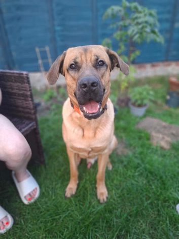 1 year old shepherd x mastiff