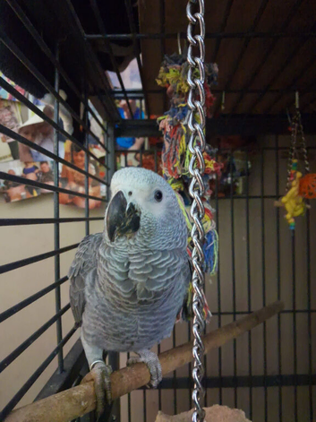 8 months old African grey