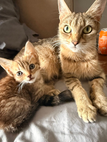 Gorgeous kittens for sale
