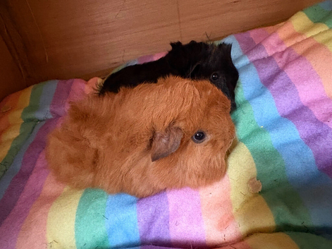 Baby Peruvian brothers