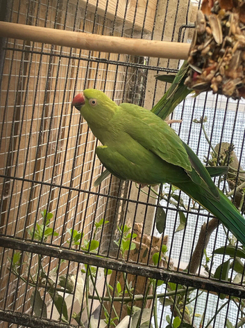 1 pair of Indian ringneck parrots