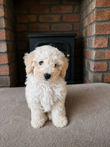 1 left -Toy poodle pups