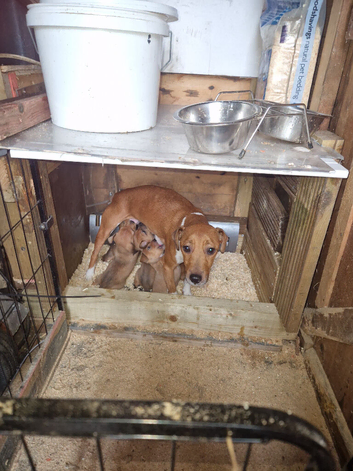 Plummer cross lakeland  terrier puppy's