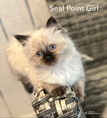 BEAUTIFUL RAGDOLL KITTENS READY TO LEAVE NOW