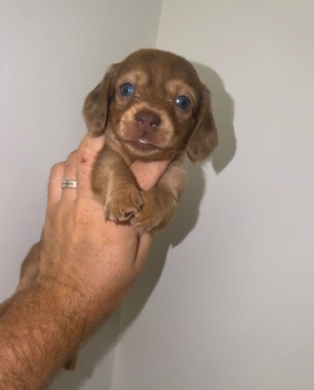 6 miniature dachshund puppys