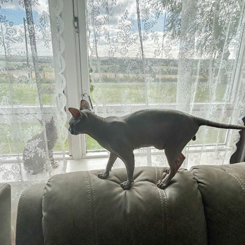 Dobby - Friendly Blue-Cream Sphynx Boy - &pound;800