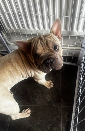 Gorgeous French Bulldog Big Rope Male