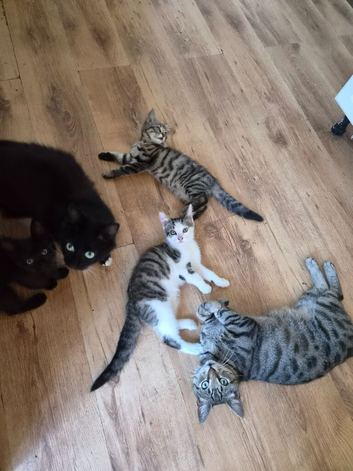3 gorgeous kittens looking for homes