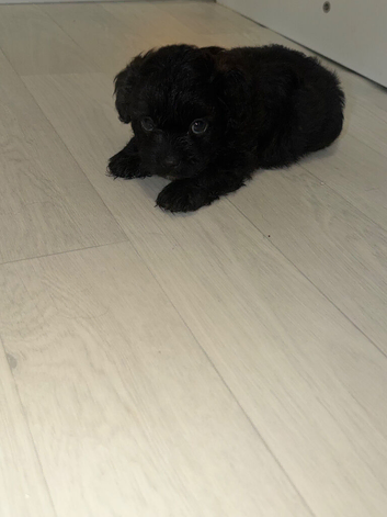 Shihpoo puppies