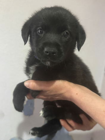 Mixed breed puppies