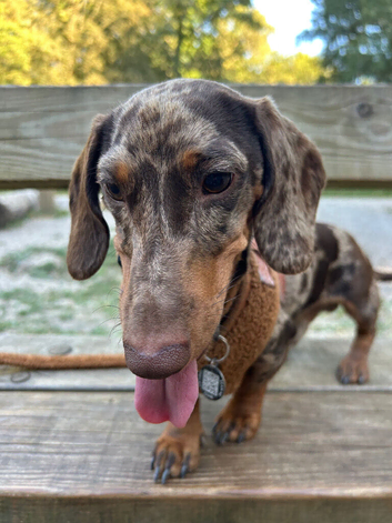 Hunter 1 Year Old Miniature Dachshund Male