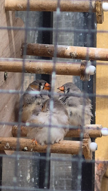 Zebra finch